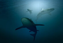 Photo of “Shark Tank” trifft auf Krypto: CoinMarketCap startet “Killer Whale”-TV-Show